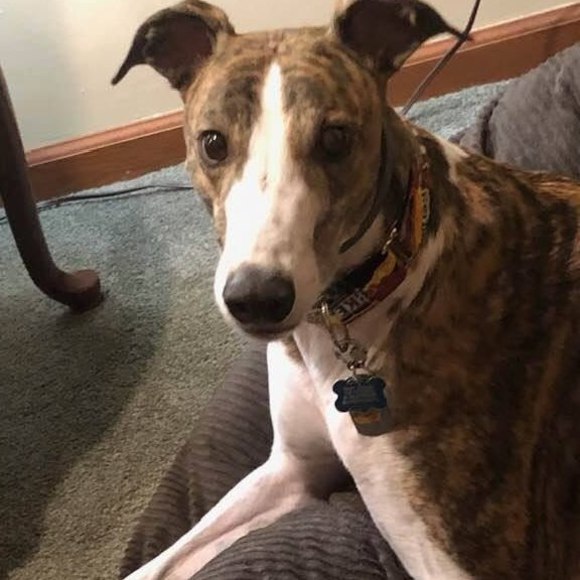 greghound3